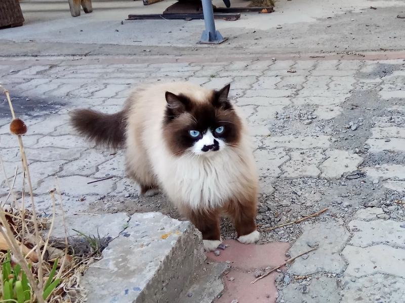 Кошки в нашей жизни. Кошки и все, что с ними связано.