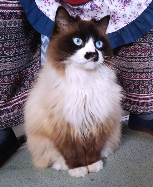 Кошки в нашей жизни. Кошки и все, что с ними связано.