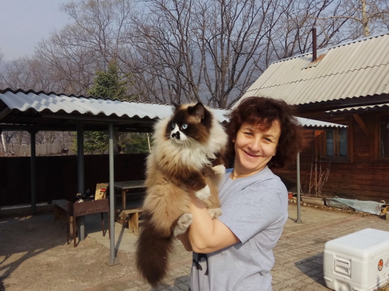 Кошки в нашей жизни. Кошки и все, что с ними связано.