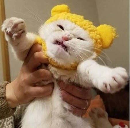 Кошки в нашей жизни. Кошки и все, что с ними связано.