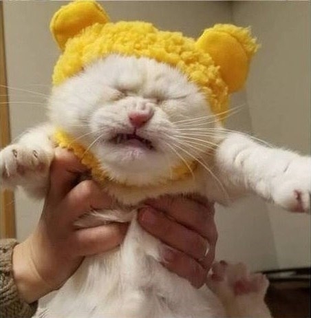 Кошки в нашей жизни. Кошки и все, что с ними связано.