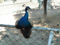 Ю. Корея: о. Чеджу-до (Jeju-do)