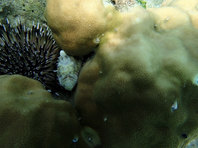 Утомленные снорком 5. Только Моалбоал, только снорк. Апрель 2017, 2018, 2019.