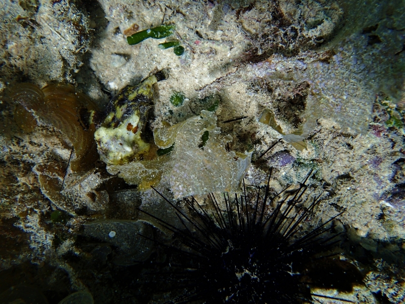 Утомленные снорком 5. Только Моалбоал, только снорк. Апрель 2017, 2018, 2019.