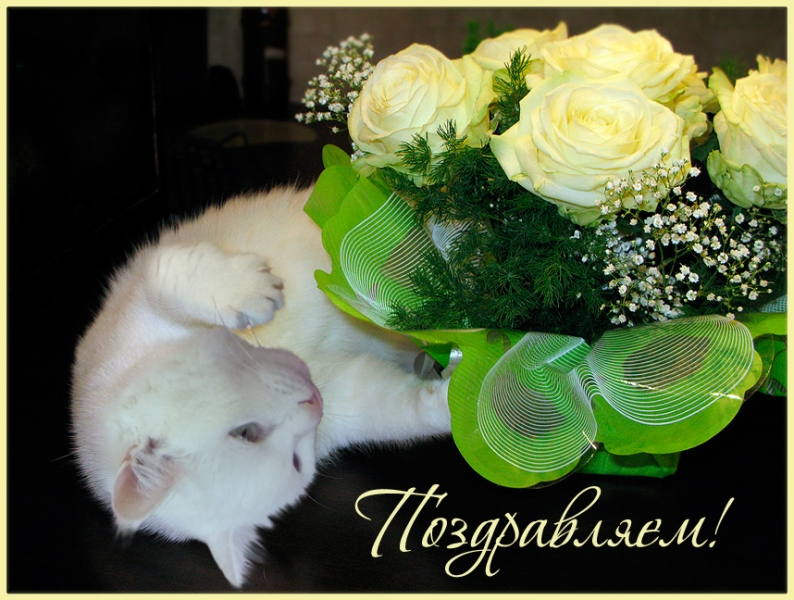 Кошки в нашей жизни. Кошки и все, что с ними связано.