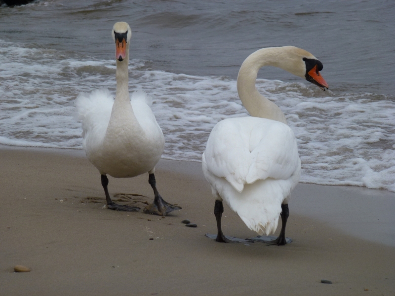 Калининградская область весной