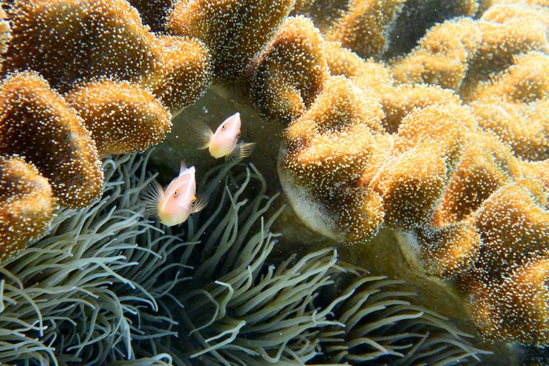 Утомленные снорком 5. Только Моалбоал, только снорк. Апрель 2017, 2018, 2019.