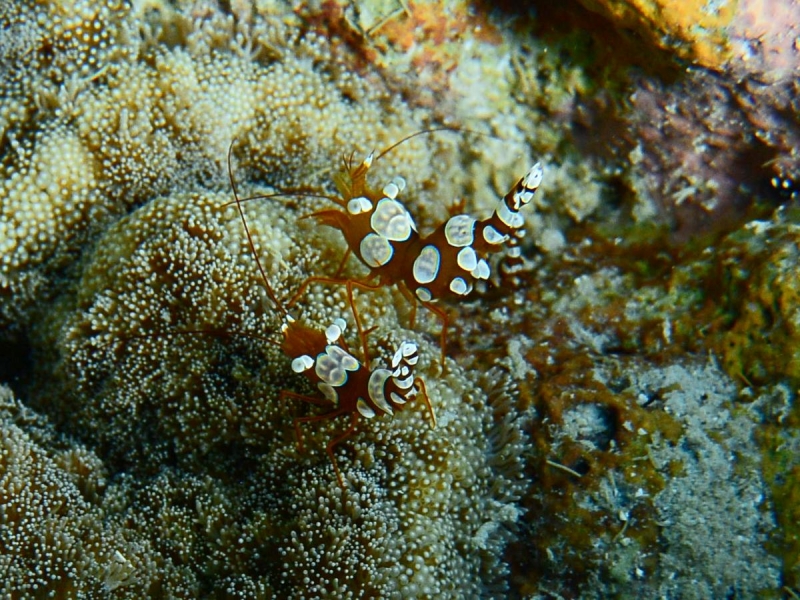 Утомленные снорком 5. Только Моалбоал, только снорк. Апрель 2017, 2018, 2019.