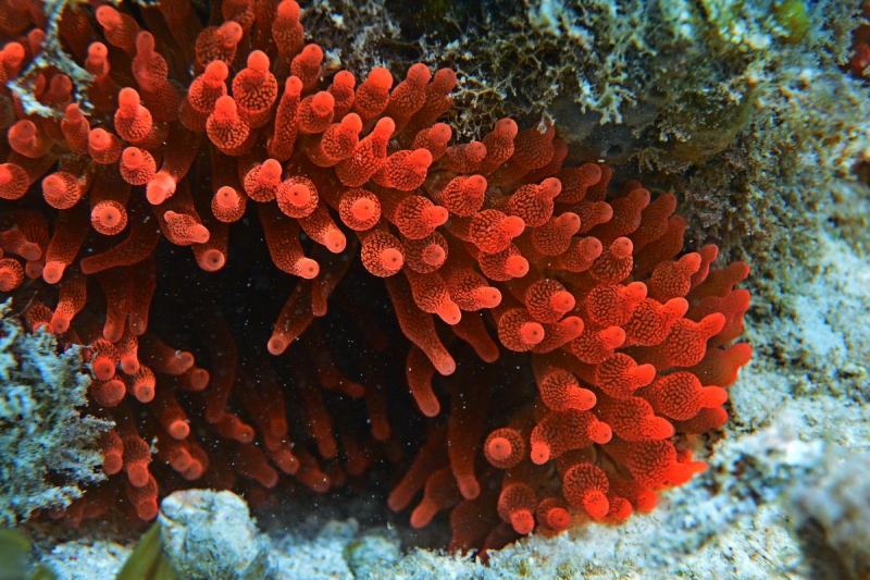 Утомленные снорком 5. Только Моалбоал, только снорк. Апрель 2017, 2018, 2019.