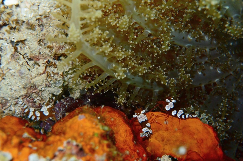 Утомленные снорком 5. Только Моалбоал, только снорк. Апрель 2017, 2018, 2019.