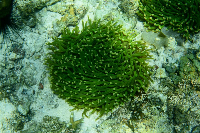 Утомленные снорком 5. Только Моалбоал, только снорк. Апрель 2017, 2018, 2019.