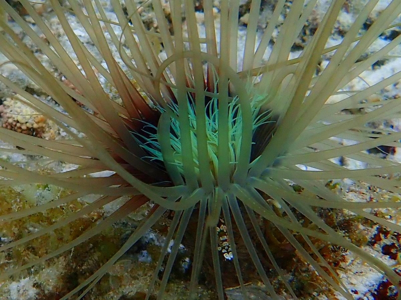 Утомленные снорком 5. Только Моалбоал, только снорк. Апрель 2017, 2018, 2019.