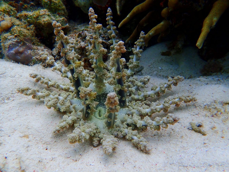 Утомленные снорком 5. Только Моалбоал, только снорк. Апрель 2017, 2018, 2019.