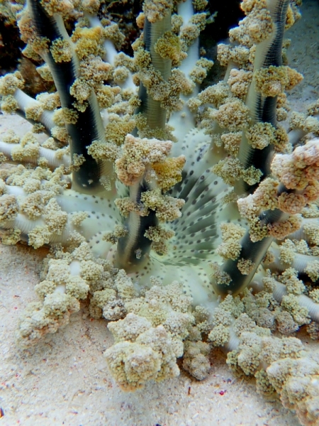 Утомленные снорком 5. Только Моалбоал, только снорк. Апрель 2017, 2018, 2019.