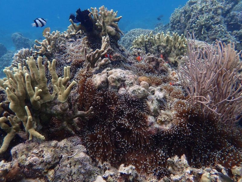 Утомленные снорком 5. Только Моалбоал, только снорк. Апрель 2017, 2018, 2019.