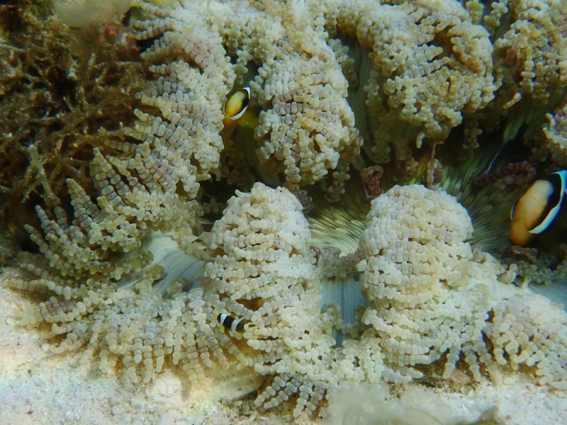 Утомленные снорком 5. Только Моалбоал, только снорк. Апрель 2017, 2018, 2019.