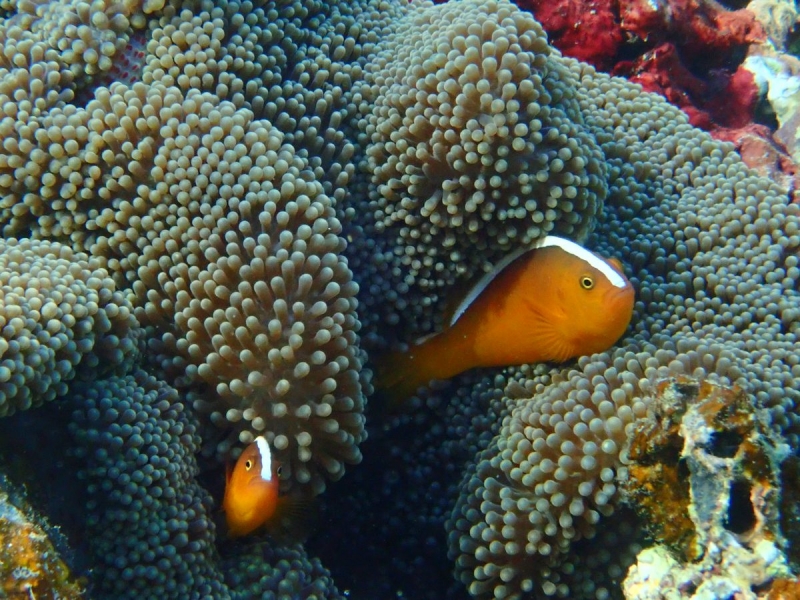 Утомленные снорком 5. Только Моалбоал, только снорк. Апрель 2017, 2018, 2019.