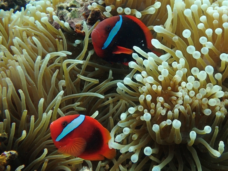 Утомленные снорком 5. Только Моалбоал, только снорк. Апрель 2017, 2018, 2019.