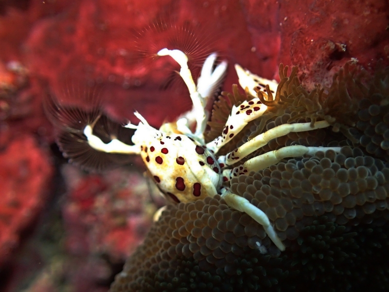 Утомленные снорком 5. Только Моалбоал, только снорк. Апрель 2017, 2018, 2019.