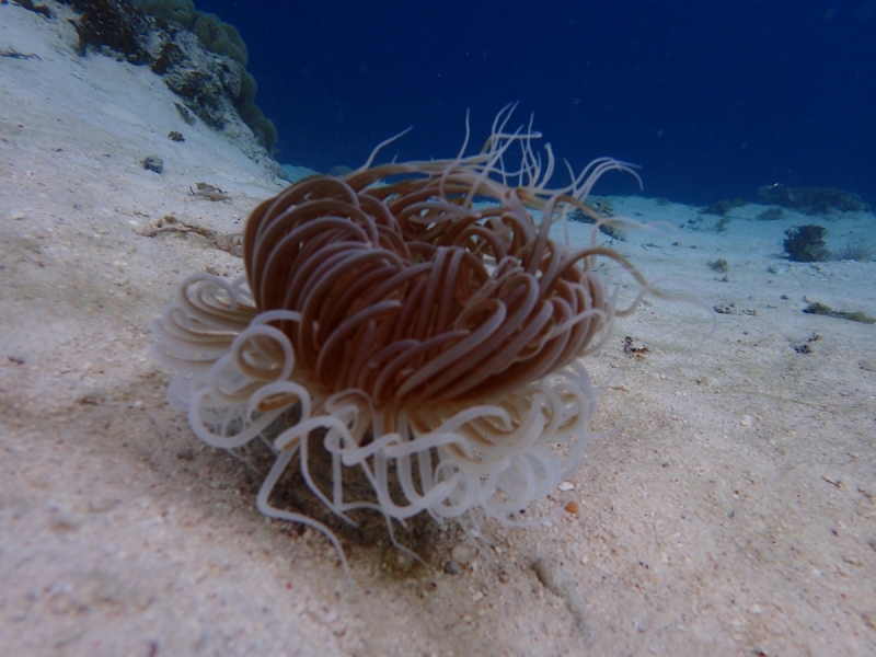 Утомленные снорком 5. Только Моалбоал, только снорк. Апрель 2017, 2018, 2019.