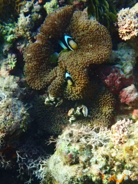 Утомленные снорком 5. Только Моалбоал, только снорк. Апрель 2017, 2018, 2019.