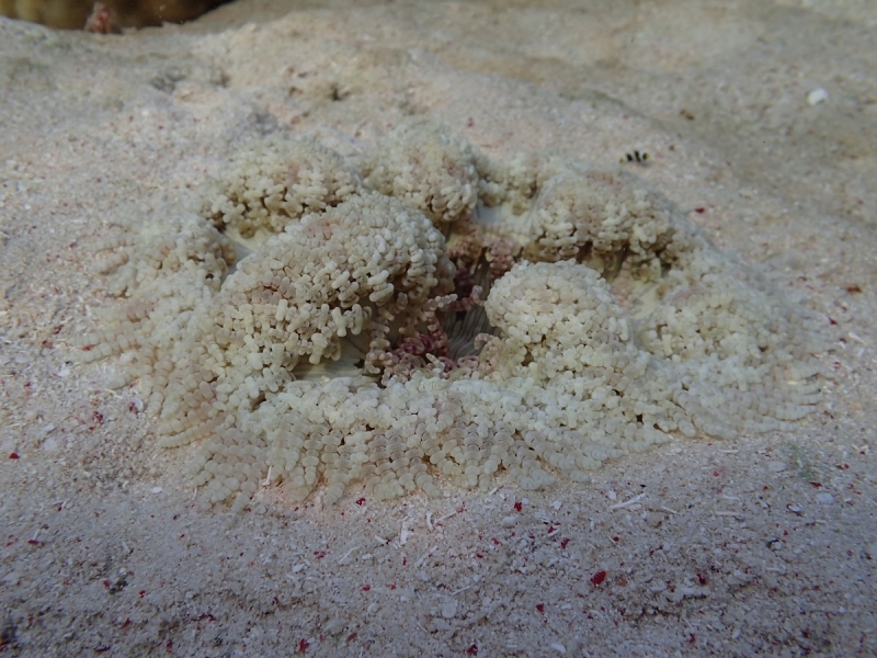 Утомленные снорком 5. Только Моалбоал, только снорк. Апрель 2017, 2018, 2019.