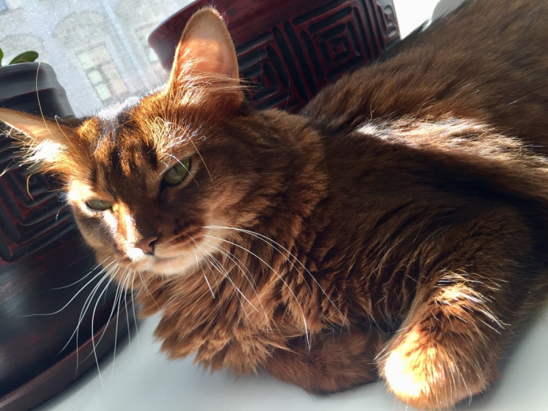 Кошки в нашей жизни. Кошки и все, что с ними связано.