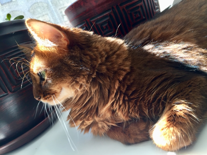 Кошки в нашей жизни. Кошки и все, что с ними связано.