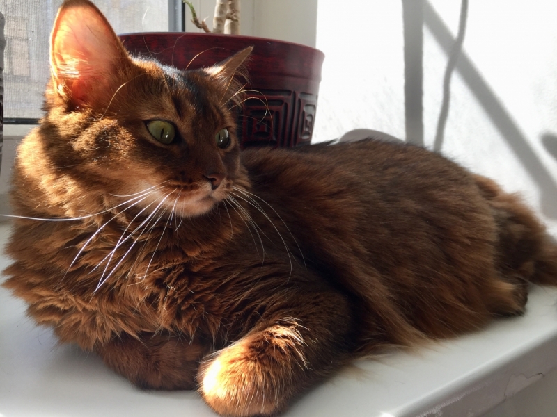 Кошки в нашей жизни. Кошки и все, что с ними связано.