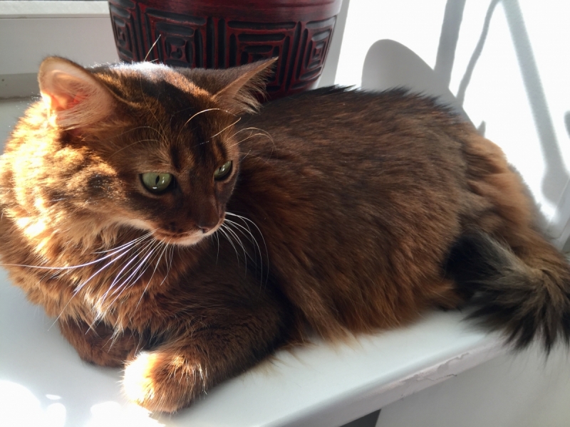 Кошки в нашей жизни. Кошки и все, что с ними связано.