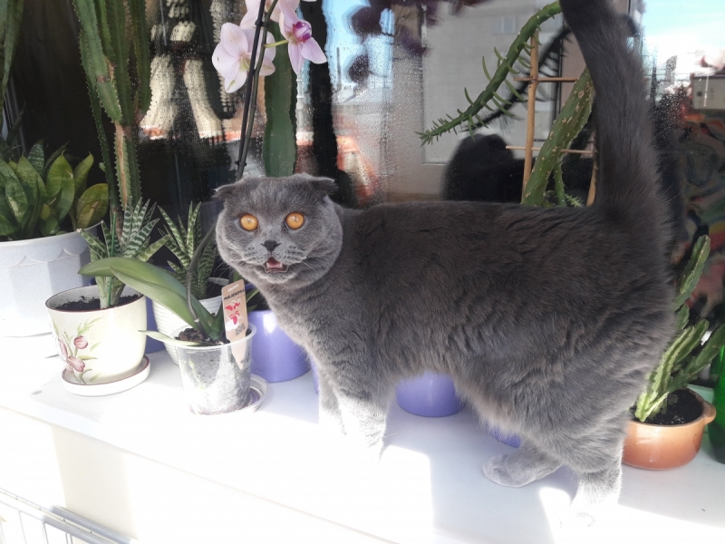 Кошки в нашей жизни. Кошки и все, что с ними связано.