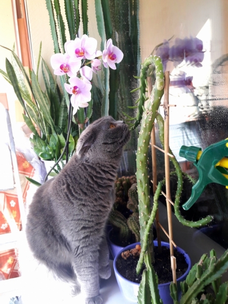 Кошки в нашей жизни. Кошки и все, что с ними связано.