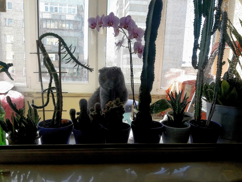 Кошки в нашей жизни. Кошки и все, что с ними связано.