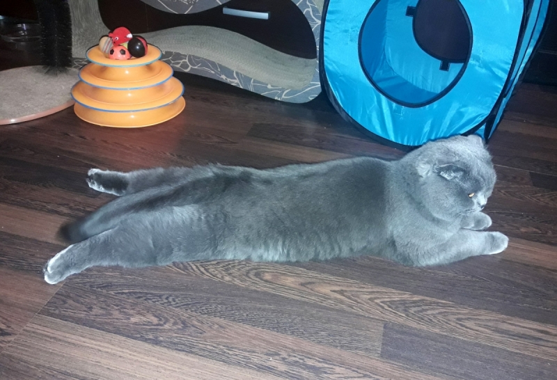 Кошки в нашей жизни. Кошки и все, что с ними связано.