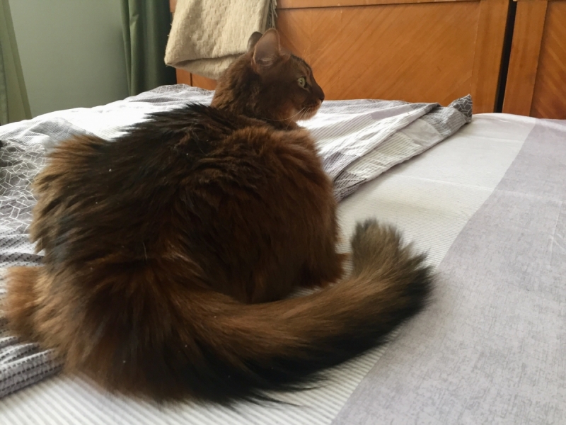 Кошки в нашей жизни. Кошки и все, что с ними связано.