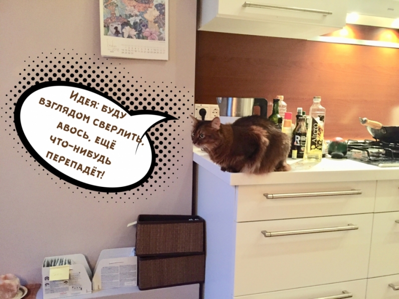 Кошки в нашей жизни. Кошки и все, что с ними связано.