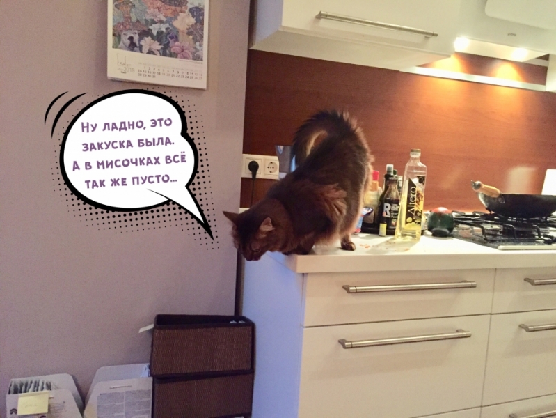 Кошки в нашей жизни. Кошки и все, что с ними связано.