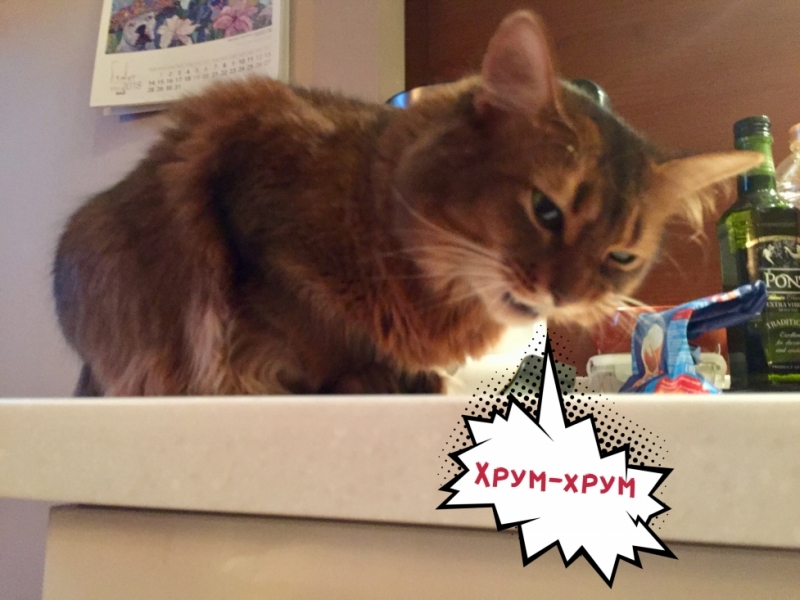 Кошки в нашей жизни. Кошки и все, что с ними связано.