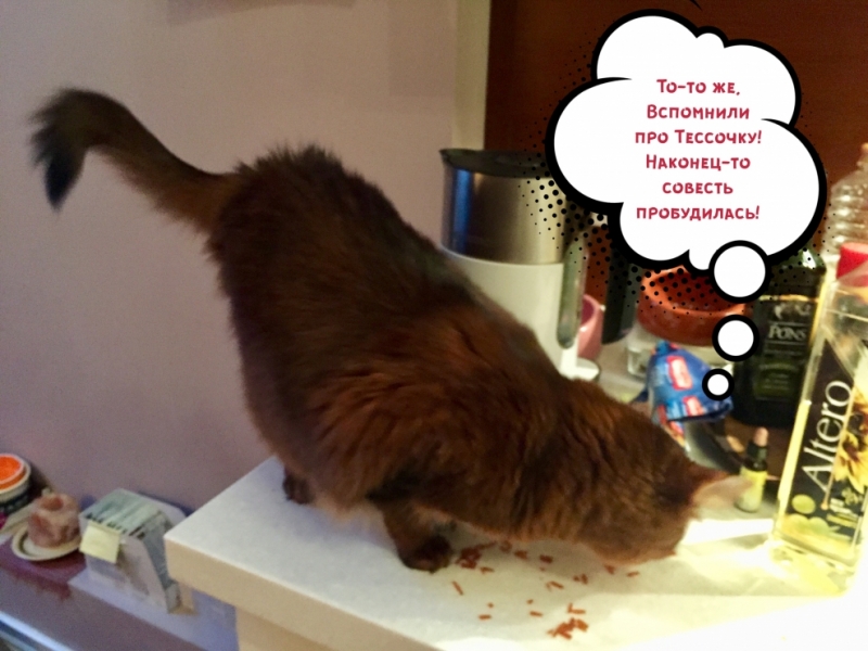 Кошки в нашей жизни. Кошки и все, что с ними связано.