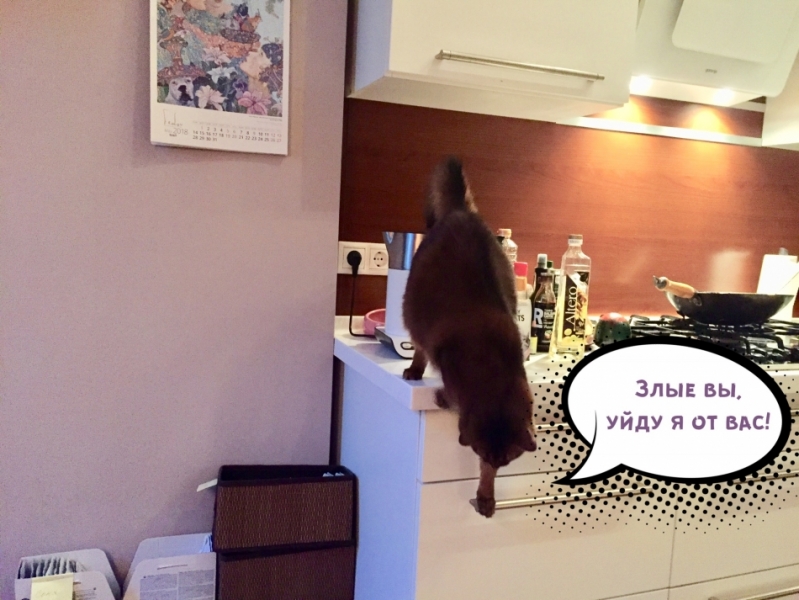 Кошки в нашей жизни. Кошки и все, что с ними связано.