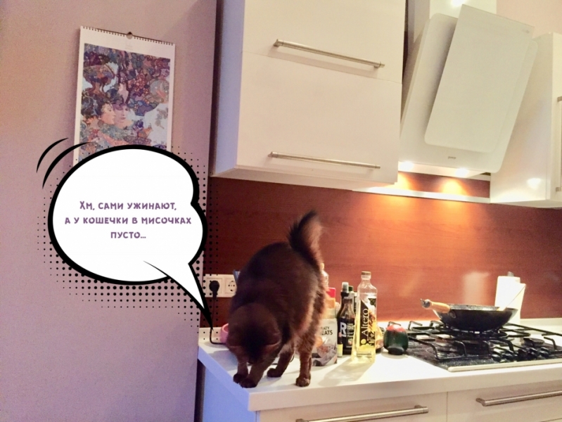 Кошки в нашей жизни. Кошки и все, что с ними связано.