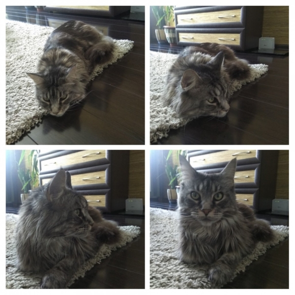 Кошки в нашей жизни. Кошки и все, что с ними связано.