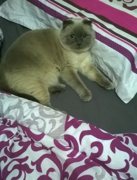 Кошки в нашей жизни. Кошки и все, что с ними связано.