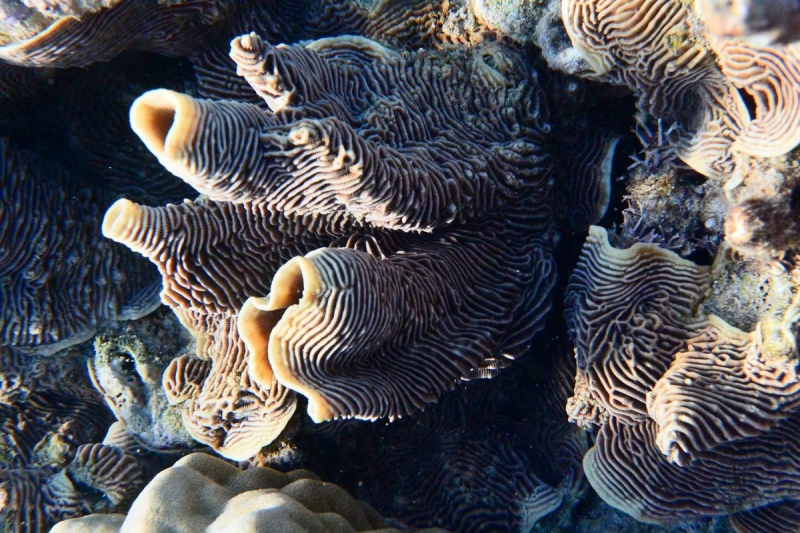 Утомленные снорком 5. Только Моалбоал, только снорк. Апрель 2017, 2018, 2019.