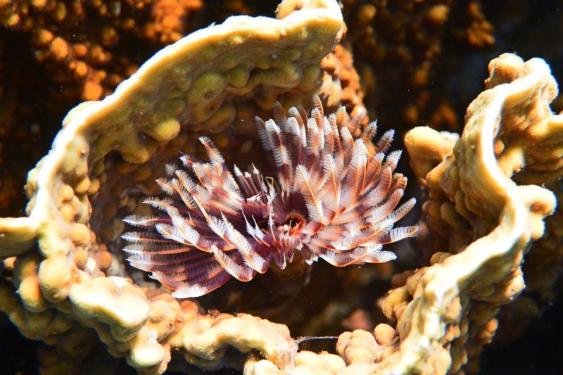 Утомленные снорком 5. Только Моалбоал, только снорк. Апрель 2017, 2018, 2019.