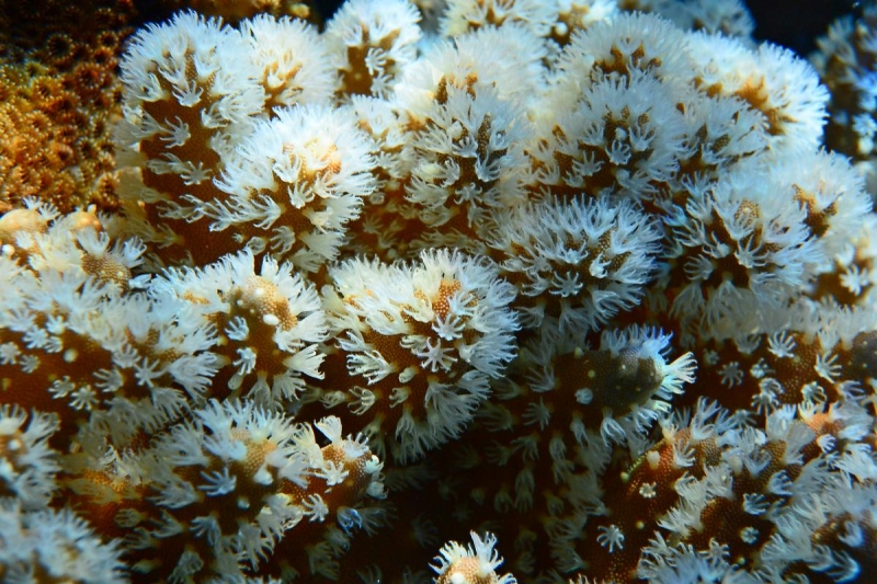 Утомленные снорком 5. Только Моалбоал, только снорк. Апрель 2017, 2018, 2019.