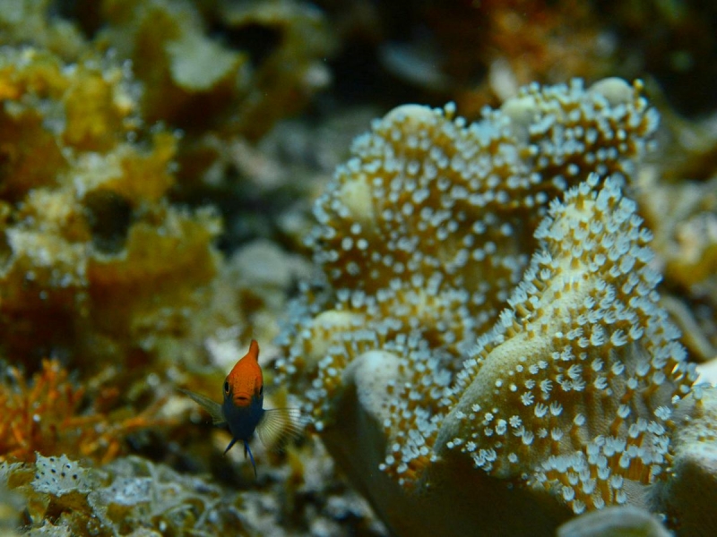 Утомленные снорком 5. Только Моалбоал, только снорк. Апрель 2017, 2018, 2019.