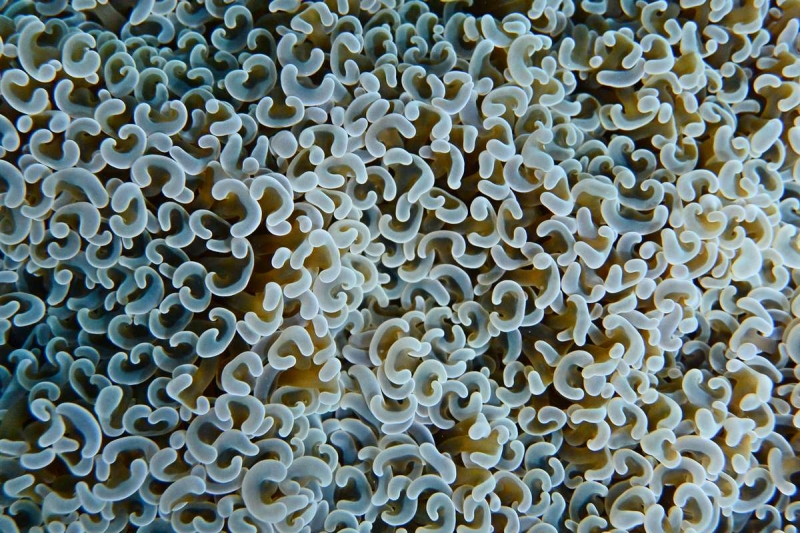 Утомленные снорком 5. Только Моалбоал, только снорк. Апрель 2017, 2018, 2019.