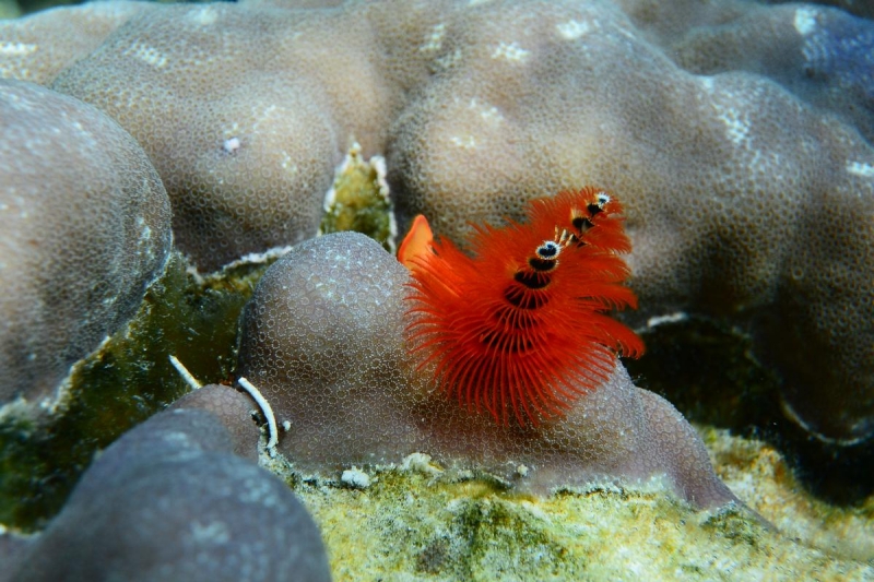 Утомленные снорком 5. Только Моалбоал, только снорк. Апрель 2017, 2018, 2019.