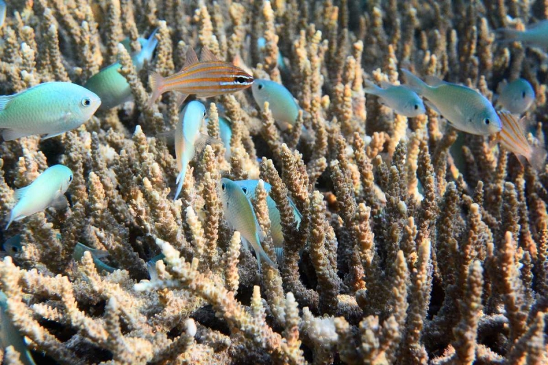 Утомленные снорком 5. Только Моалбоал, только снорк. Апрель 2017, 2018, 2019.